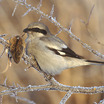 Northern Shrike